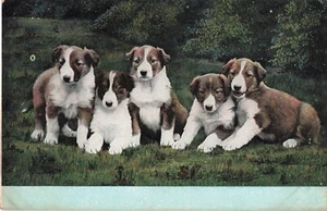 Five Cute Puppies Postcard  About 1908    S5 - Picture 1 of 2