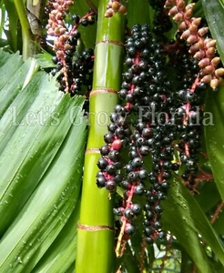 Ptychosperma schefferi ( 3 ) Seedlings Palm Tree Live Tropical Rare ! - Picture 1 of 7
