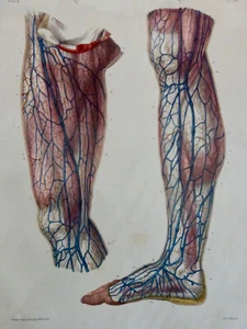 1850 Anatomy Surgery Superficial Veins Abdominal Limb Jacob Lithograph - Picture 1 of 5