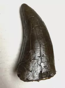 Réplica fósil de diente de dinosaurio T-Rex 5" punta rota Parque Jurásico - Imagen 1 de 3
