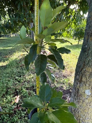ÁRBOL DE AGUACATE SUPER HASS INJERTADO (PERSEA AMERICANA) EN MACETA DE VIVERO DE 1 GALÓN Foto 1 de 4