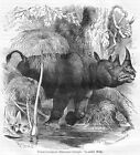 NASHORN DOPPELNASHORN Rhinoceros bicorni Holzstich von 1877