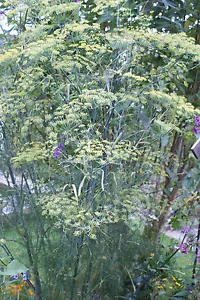 Gewürzfenchel mehrjährig - 30 Samen - Bild 1 von 3