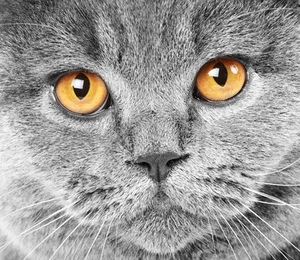 3D Cat animal art 7322 Paper Wall Print Decal Wall Wall Mural AJ WALLPAPER GB - Picture 1 of 5