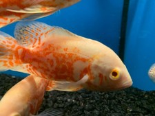 Live Aquarium Oscar Fish for sale eBay