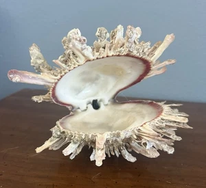 VINTAGE WHITE SPONDYLUS SPINY THORNY OYSTER SEA SHELL BALL & JOINT - Picture 1 of 15