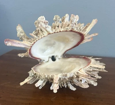 VINTAGE WHITE SPONDYLUS SPINY THORNY OYSTER SEA SHELL BALL & JOINT - Image 1 of 4