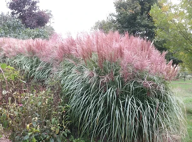 Sale455 Ziergras rot Chinaschilf Miscanthus Federgras 100 Samen - Bild 1 von 1