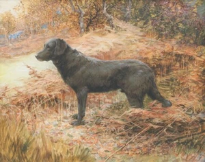 Reuben Ward Binks A Flat Coated Retriever Estampado en lona 16 x 20 - Imagen 1 de 3