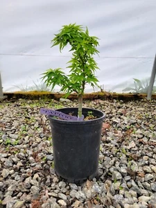 Acer palmatum 'Tattoo' Dwarf Japanese Maple 1 gallon - Picture 1 of 3
