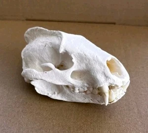 Tejón Salvaje Calavera Tejón Caza Trofeo Taxidermia Dientes Cabeza Hueso Esqueleto X2 - Imagen 1 de 3