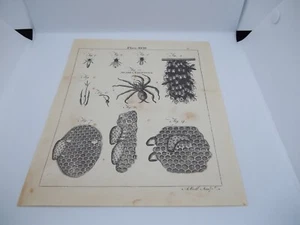 Antique Engraving Print Tarantula Hornet 18th -19th Century Andrew Bell Original - Picture 1 of 3