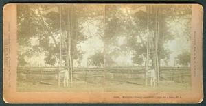 1899 Philippine–American War FILIPINO SHARP SHOOTERS Stereoview Card - Picture 1 of 3