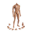 ZYTOYS 12'' Scale Male Body Nude Muscular Body for 1/6 Action Figure No Head UK