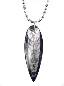 PERO Ortoceras Nautiloide Fósil Colgante Collar Joyería con Cadena 7006K - Imagen 1 de 1