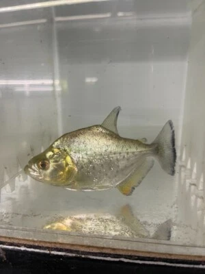 Gold Diamond Piranha 3”-4” ( Live Piranha Fish) Free Shipping - Image 1 of 2