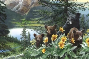 Basking in the Balsams, Kevin Daniel, Wall Art Print Poster 11" x 14" 2023 - Picture 1 of 1