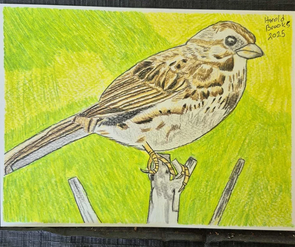 Retrato artístico de gorrión de canción, 6""x8"" pulgadas, de Harold Brooks. Foto 1 de 1