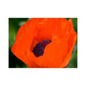 Stampa su Tela su Carta Poster o Quadro Plank Savanah Orange Poppy - Imagen 1 de 2