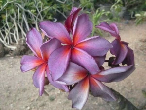 5 Purple Red Plumeria Seeds Plants Flower Flowers Perennial Seed 514 US SELLER - Picture 1 of 12