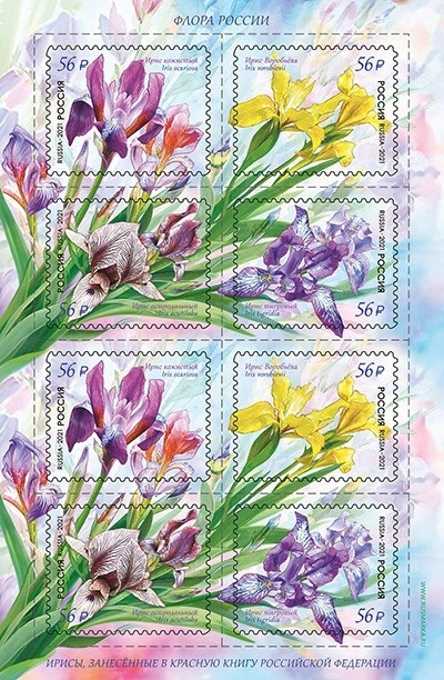 Russia 2021 The Red Book. Irises (MNH OG **) Miniature Sheet - Image 1 of 1