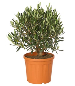 Olivenbaum Busch silbrig-grünes Laub ca. 30-60 cm Ø Topf 16-25 cm, Dehner - Bild 1 von 1