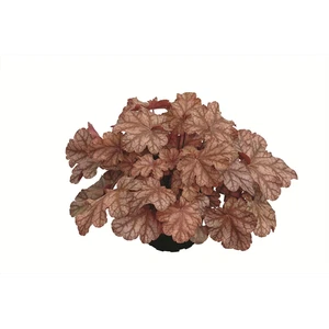 Heuchera "Frosted Flame" - Purpurglöckchen "Frosted Flame" im Topf 12 cm  - 12cm - Bild 1 von 2