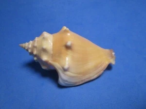 Strombus pugilis Linnaeus, 1758 "A CLASSIC COLLECTIBLE!" (75.3mm) - Picture 1 of 6