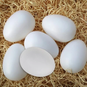 20 Pcs Bird Supplies Pigeon Egg Prop Fake Eggs Plastic Simulation - Picture 1 of 12