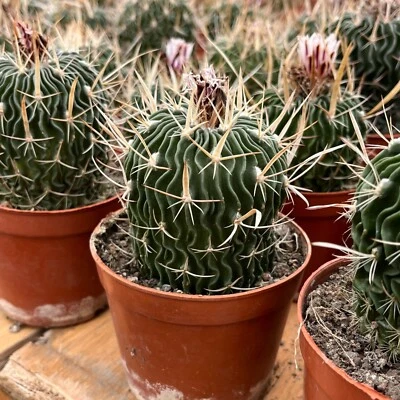 3.5'' Echinofossulocactus Lloydii, Live Cactus Plants,Rare Plants - Image 1 of 4