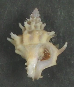 BABELOMUREX GEMMATUS 16.88mm BEAUTIFUL SPECIMEN Liguid Is., Davao, Philippines - Picture 1 of 2