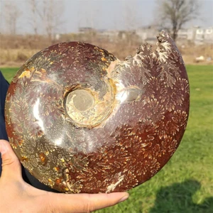 Fósil de amonita natural de 5,17 libras espécimen de cristal de reiki decoración mineral regalo de cristal - Imagen 1 de 12