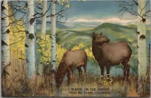 "Postal de lino c1950 del Museo de Historia Natural de Denver "Exposición de alces o alces" - Imagen 1 de 2