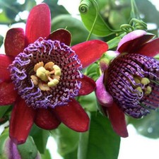 20 Rare Passiflora Edulis Seeds Fresh Passion Fruit Organic S050