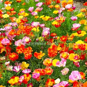 2200x California Poppy Mix Californica Annual Seeds - Flower - Picture 1 of 2