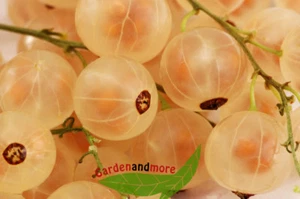 weiße Johannisbeere, mild und bekömmlich Co - Bild 1 von 1