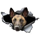 Funny Stickers Exterior Accessories Belgian Malinois Car Sticker Torn Metal Deca