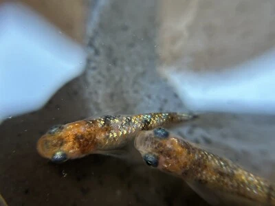 5+1 Gessin Tricolor Medaka Ricefish Fish.  USA bred - Image 1 of 2