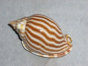 PHALIUM FLAMMIFERUM MONSTER - Picture 1 of 2