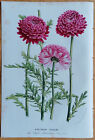 Pyrethrum roseum - Botanical Print Van Houtte Flore Serres - 1853