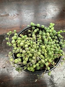 String of Pearls Plant- Exact Plant - 4” Pot - Picture 1 of 5