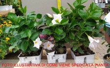 12 PIANTE DI DIPLADENIA BIANCHE