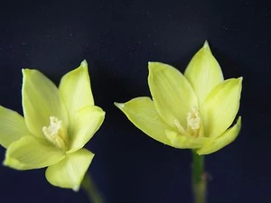 Rain Lily, Zephyranthes Smallii, 2 bulbs, EXTREMELY RARE, habranthus, cooperia - Picture 1 of 3