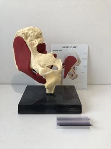 GPI Muscled Hip – Model #1310 Anatomical Model - Picture 1 of 5