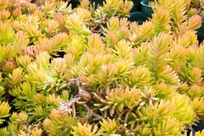 SEDUM ANGELINA 203 SEEDS, HARDY SEDUM, YELLOW FLOWERS IN SUMMER, EZ TO GROW. - Image 1 of 4