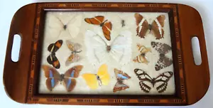BUTTERYFLY DISPLAY GLASS INLAID WOOD HANDLED SERVING TRAY DECOR ART VINTAGE MCM - Picture 1 of 6