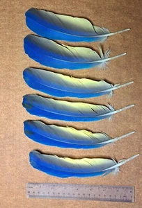 Beautiful! Macaw Feathers Blue /Teal/ Gold /Yellow (Set Of 6) 7" - Picture 1 of 2