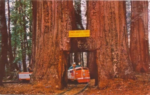CA * Confusion Hill Mt. RR “Twin Drive-Thru Tree” 1950s Redwoods - Picture 1 of 2