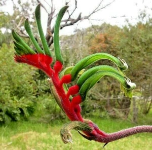 50 X RED & GREEN KANGAROO PAW SEEDS-CATS PAW-ANIGOZANTHUS-NATIVE FLOWER GARDEN - Picture 1 of 6
