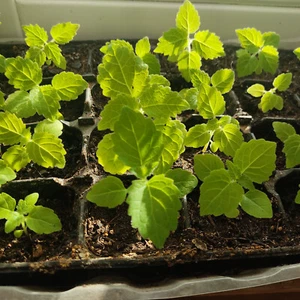 99 Samen Blauglockenbaum KiribaumCO2 Killer Blauglockenbaum, Paulownia,Bienen - Bild 1 von 8